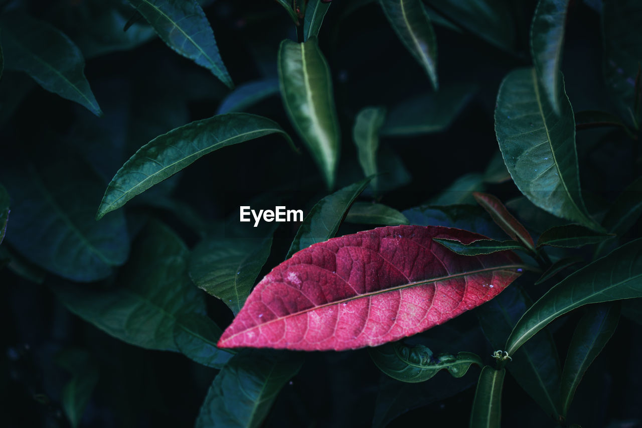 HIGH ANGLE VIEW OF FRESH GREEN LEAVES