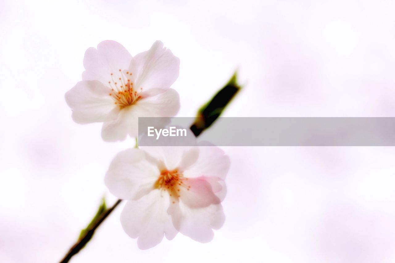 CLOSE-UP OF PINK COSMOS FLOWERS AGAINST SKY