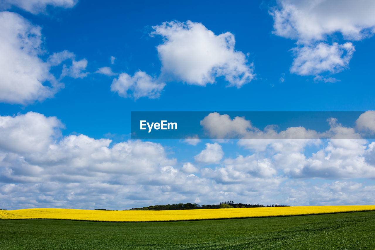 sky, landscape, cloud, environment, rapeseed, field, horizon, plant, land, beauty in nature, rural scene, grassland, agriculture, scenics - nature, nature, blue, plain, prairie, canola, yellow, flower, grass, tranquility, tranquil scene, crop, horizon over land, meadow, springtime, no people, idyllic, vibrant color, freshness, flowering plant, farm, summer, cloudscape, growth, oilseed rape, day, outdoors, non-urban scene, green, urban skyline, sunlight, cereal plant, produce, vegetable, rural area, travel, travel destinations, copy space, backgrounds, landscaped, tree, multi colored