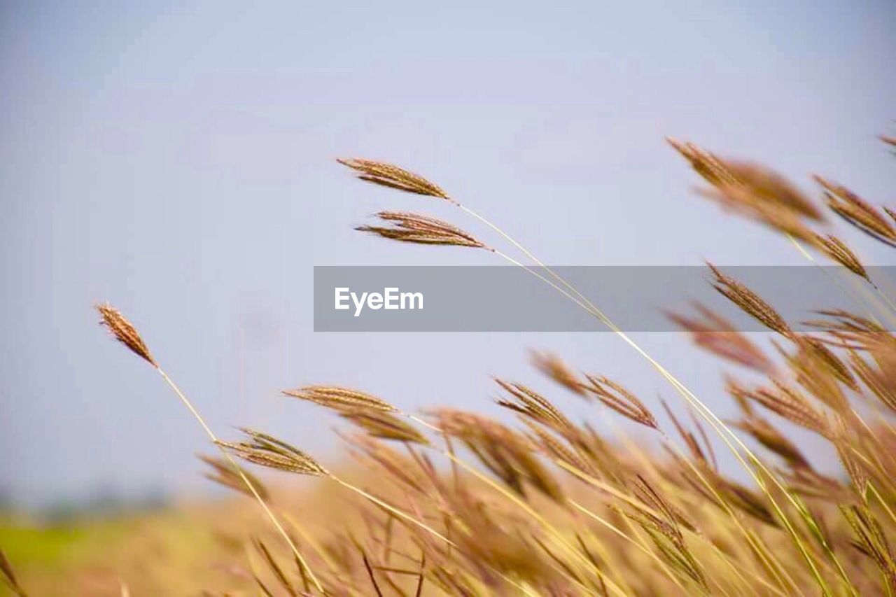 CLOSE-UP OF WHEAT GROWING ON FARM