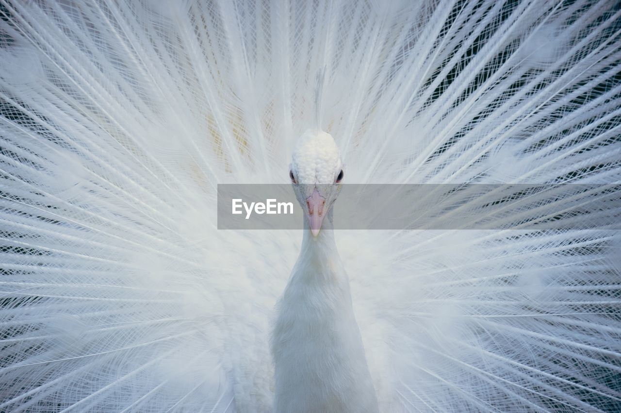 Portrait of white peacock with fanned out feathers