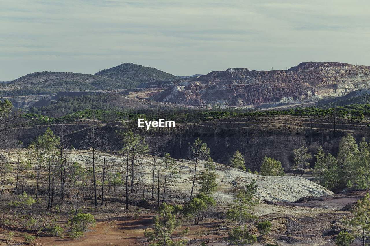 Less than a year after a devastating forest fire, new growth begins to emerge on the forest 