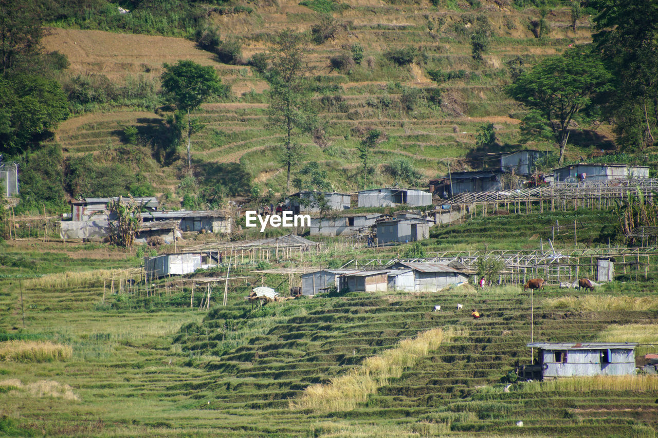 High angle view of houses and trees on field