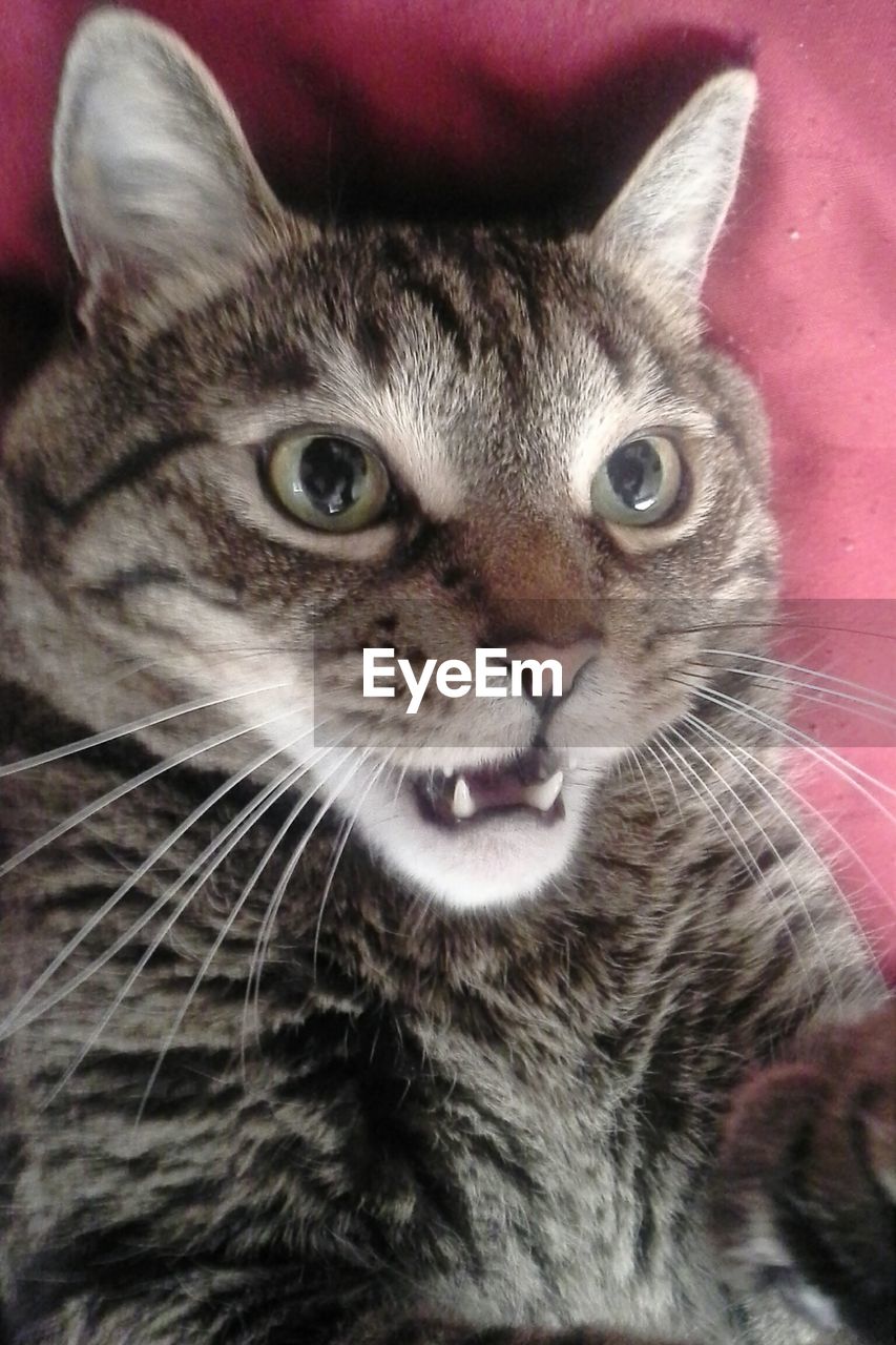 Close-up portrait of a cat