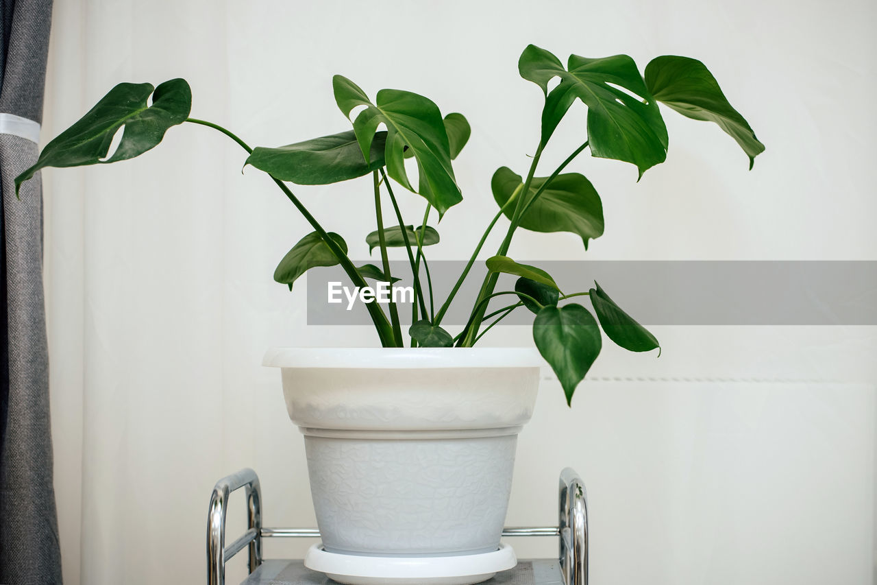 CLOSE-UP OF POTTED PLANT AGAINST WHITE WALL