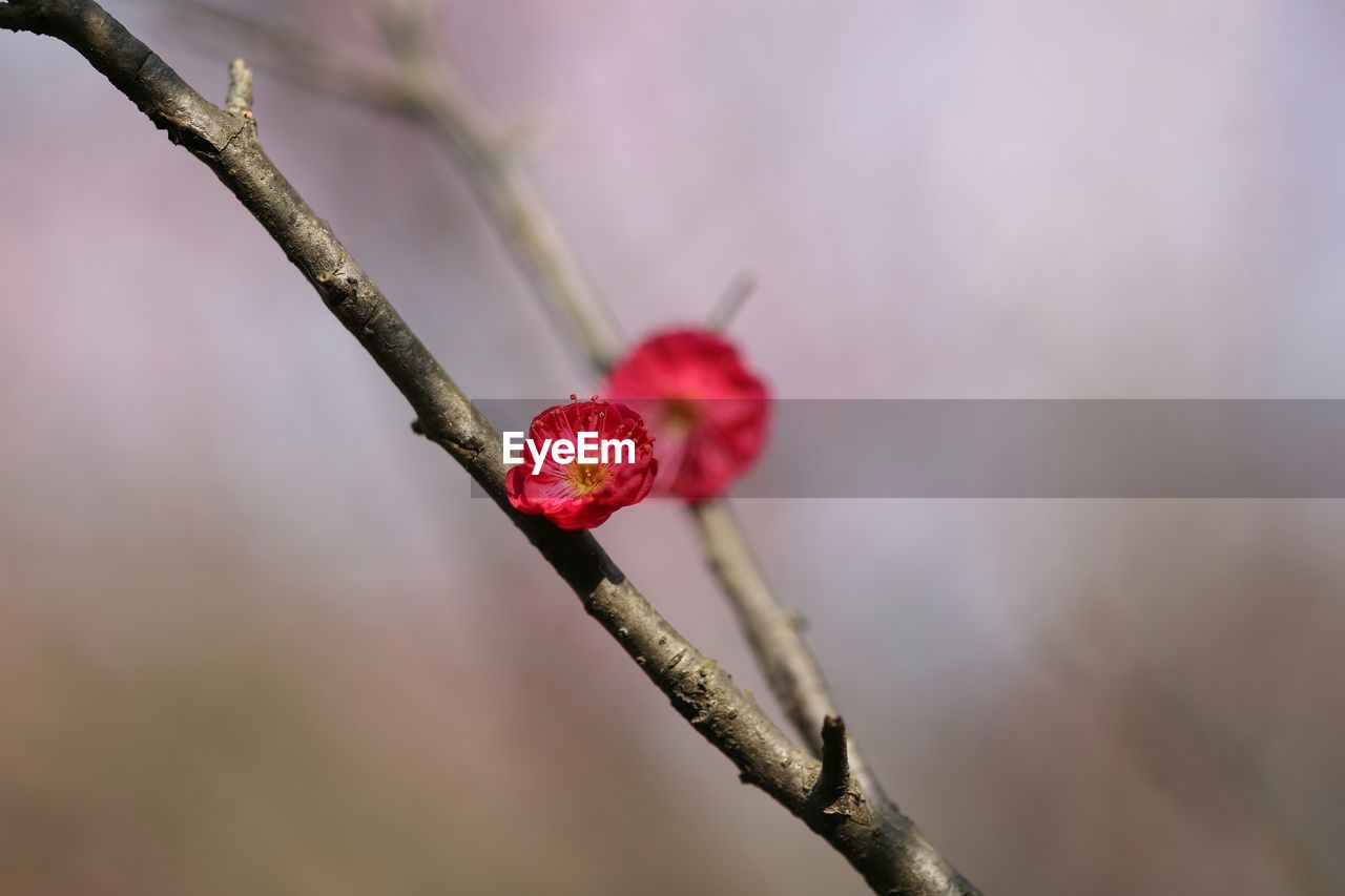 Close-up of red flower