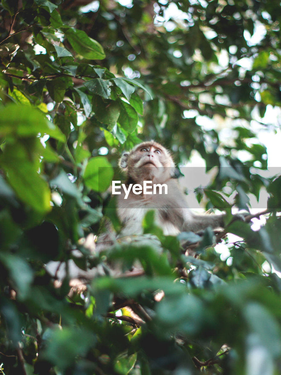 low angle view of monkey sitting on tree