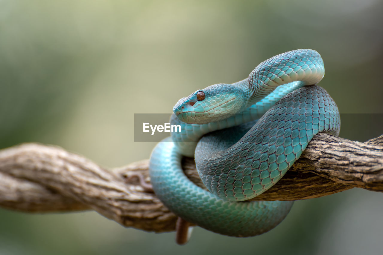 Trimeurus insularis blue is a venomous snake from indonesia