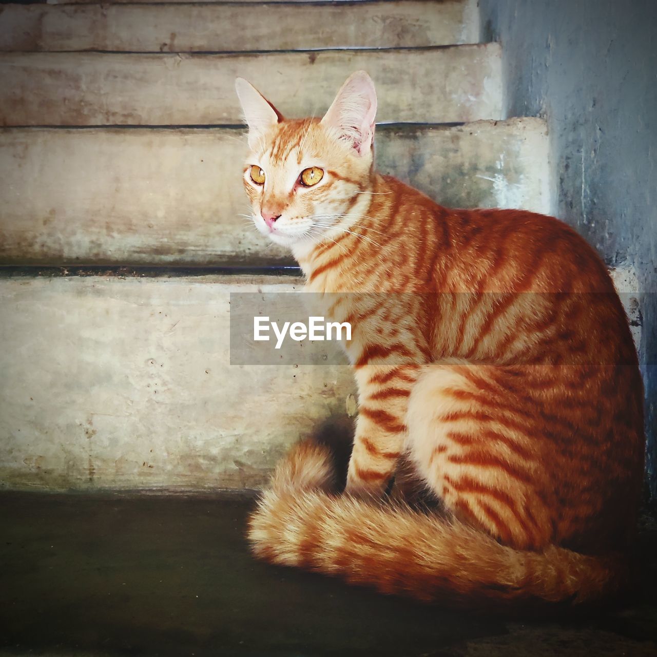 cat, animal, animal themes, pet, mammal, domestic cat, feline, domestic animals, one animal, whiskers, tabby cat, small to medium-sized cats, felidae, sitting, portrait, no people, looking at camera, relaxation, carnivore, wall - building feature, looking, day, ginger cat