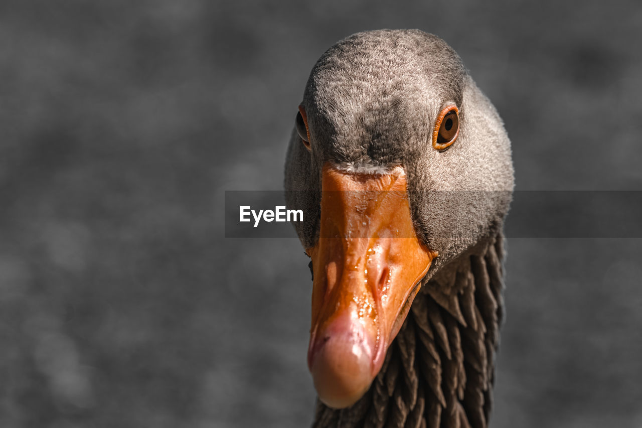 CLOSE-UP OF SWANS