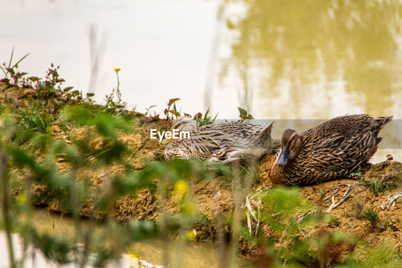 DUCKS ON WATER