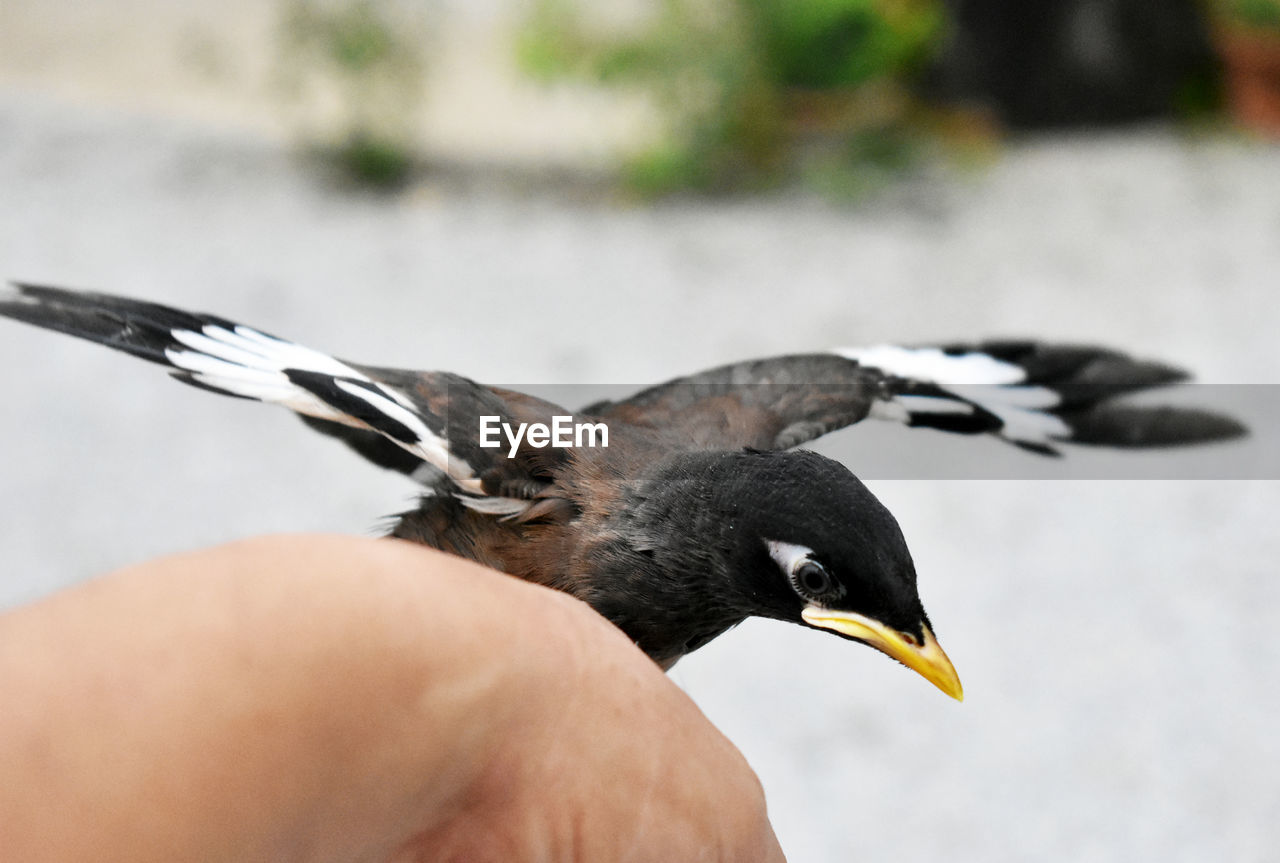 CLOSE-UP OF BIRD