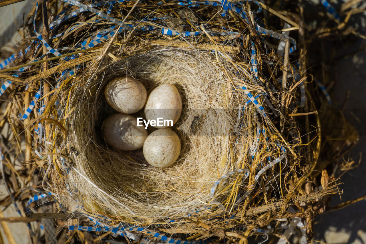 nest, bird nest, animal nest, egg, animal egg, nature, no people, beginnings, close-up, high angle view, branch, bird, twig, day, outdoors, hay, fishing, food, plant, animal, straw, fishing industry, food and drink, animal themes, fragility, nest egg, security