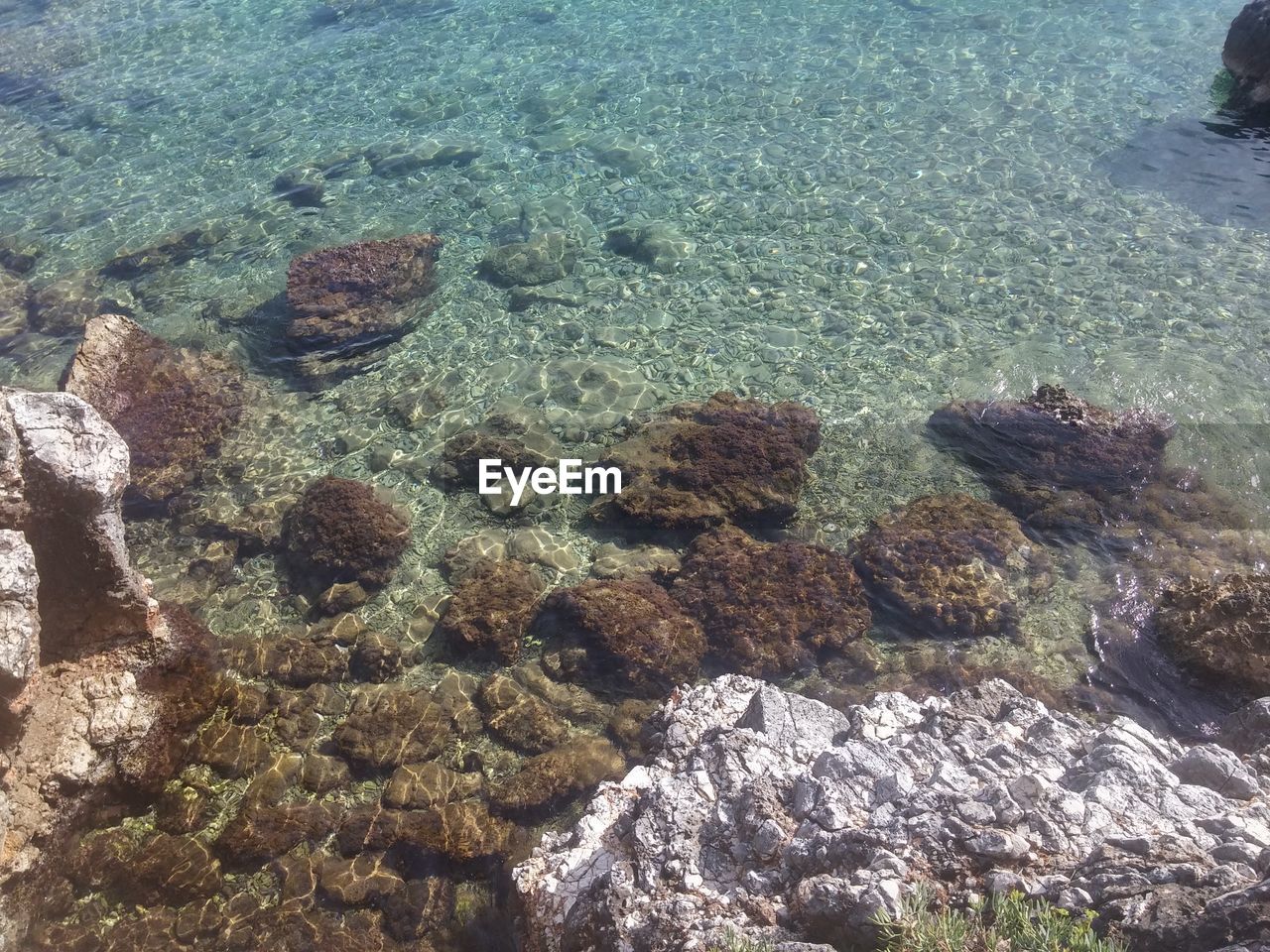 High angle view of coral in sea