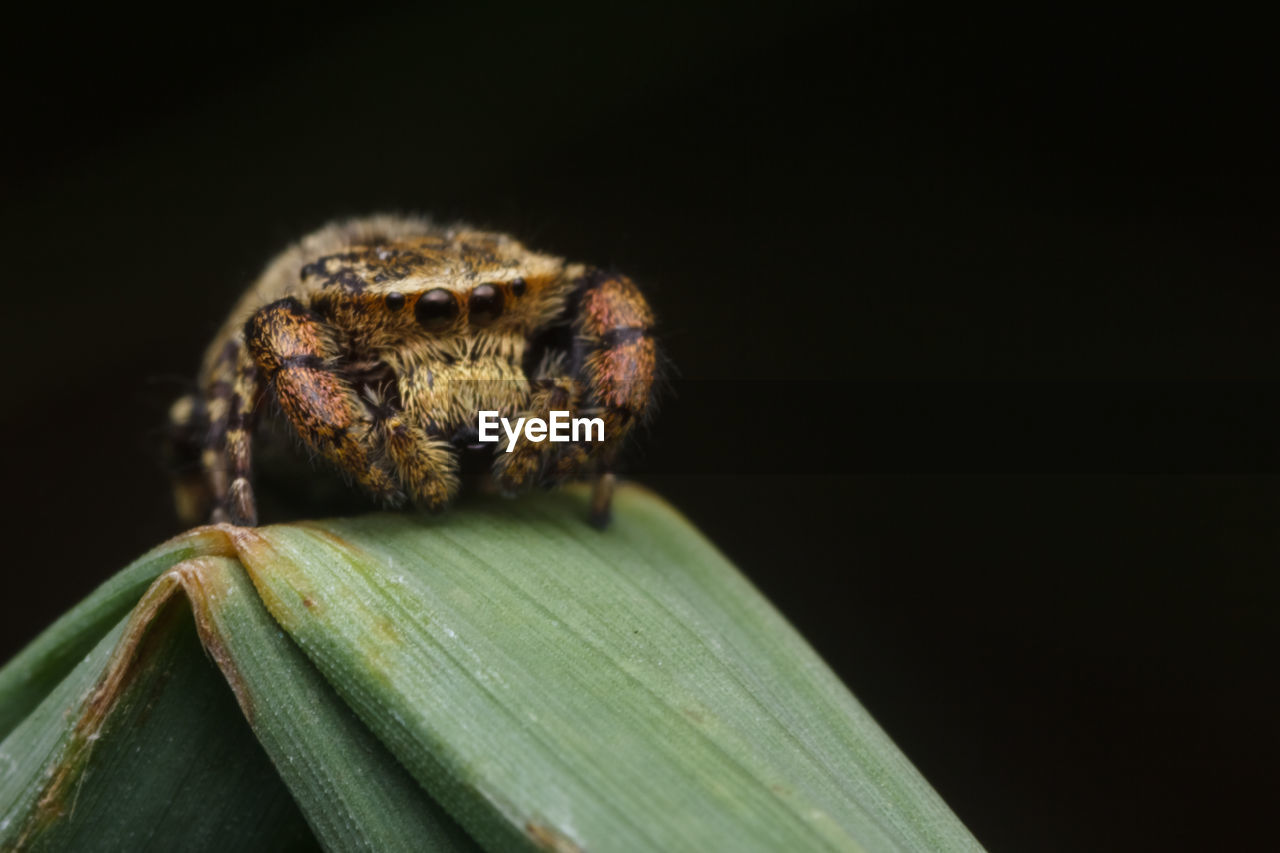 CLOSE-UP OF SPIDER ON WEB