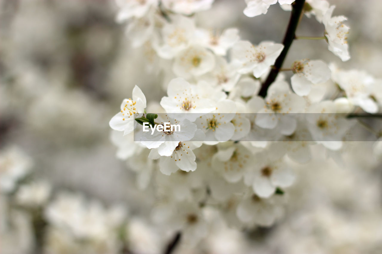 CLOSE-UP OF BEE ON WHITE BLOSSOM