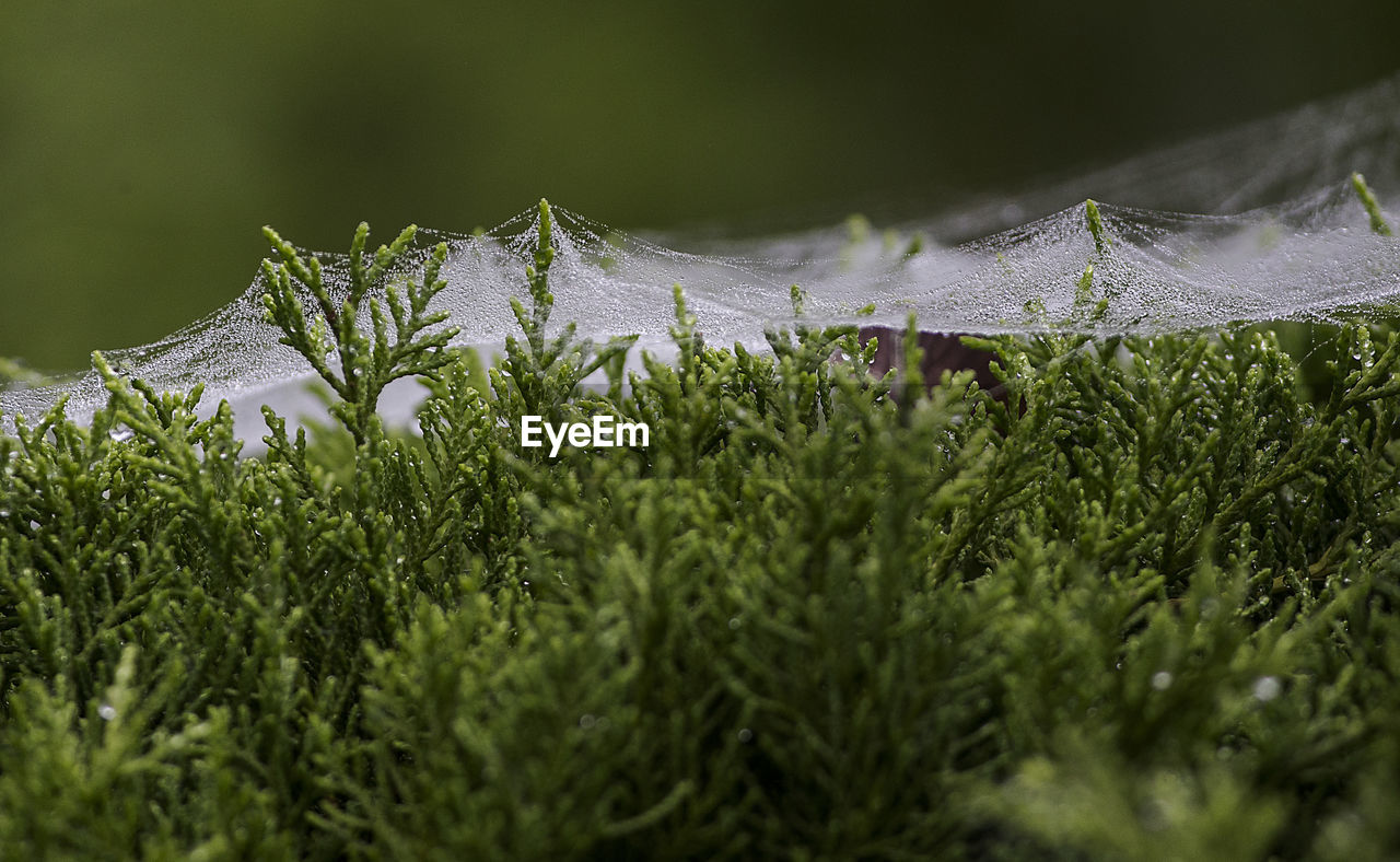 Close-up of wet grass