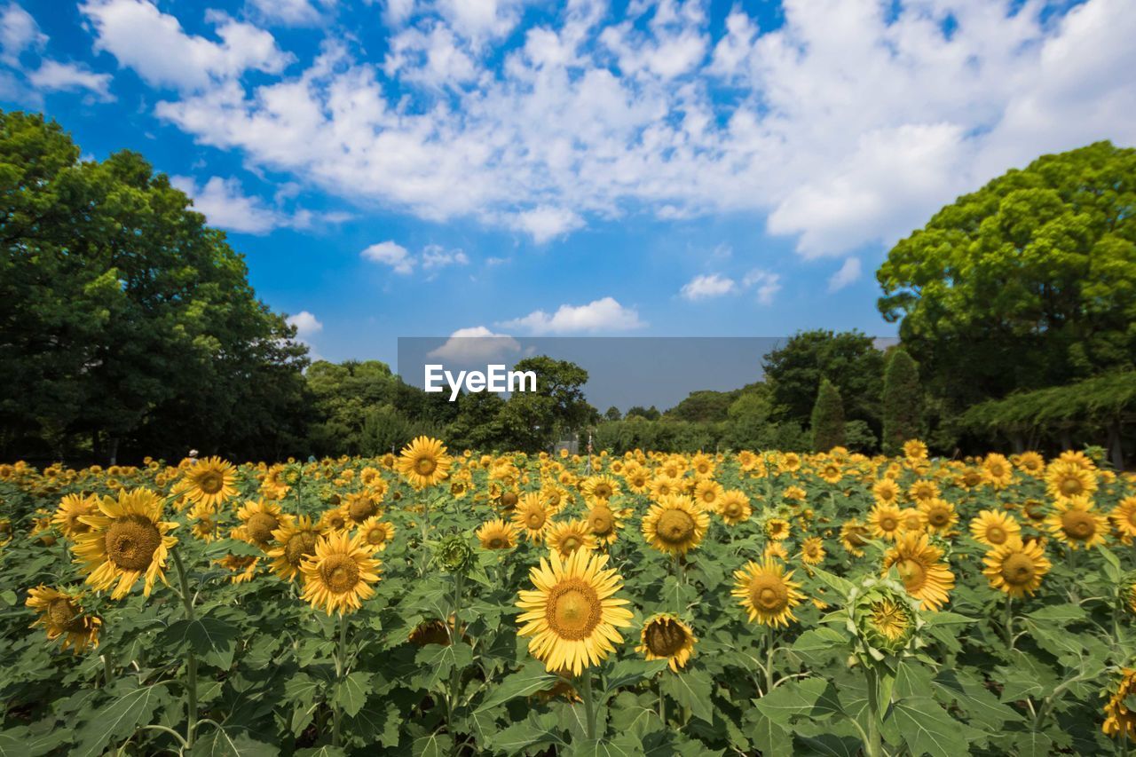 Scenic view of flowering plants on field against sky