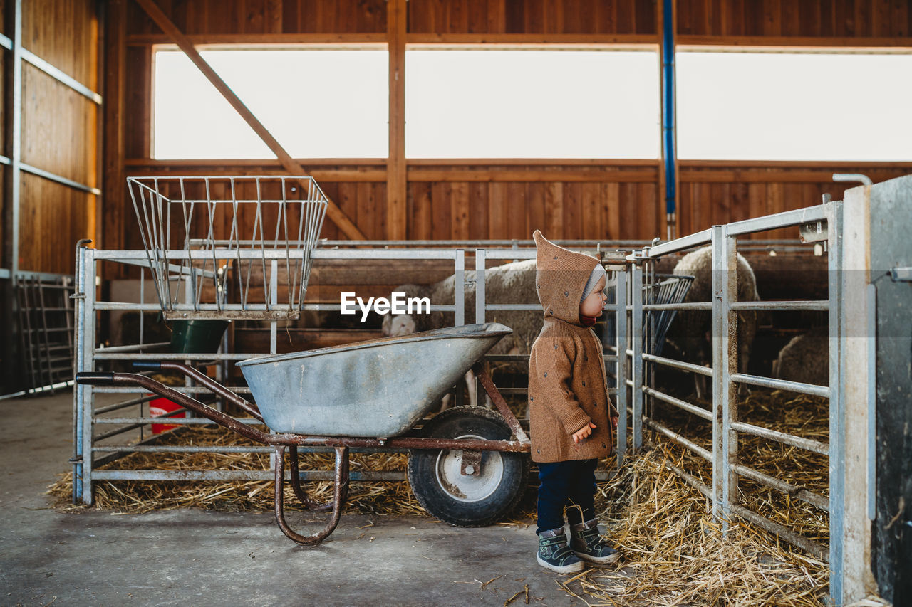 Child kid at the farm looking at sheep and lamb