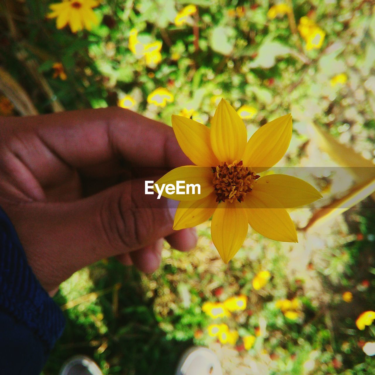 CLOSE-UP OF YELLOW DAISY