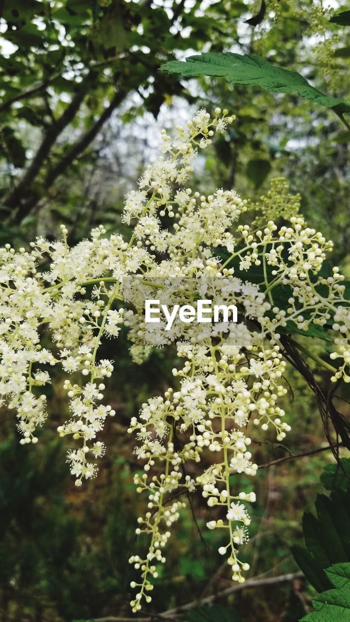CLOSE-UP OF WHITE FLOWERING PLANT WITH TREE