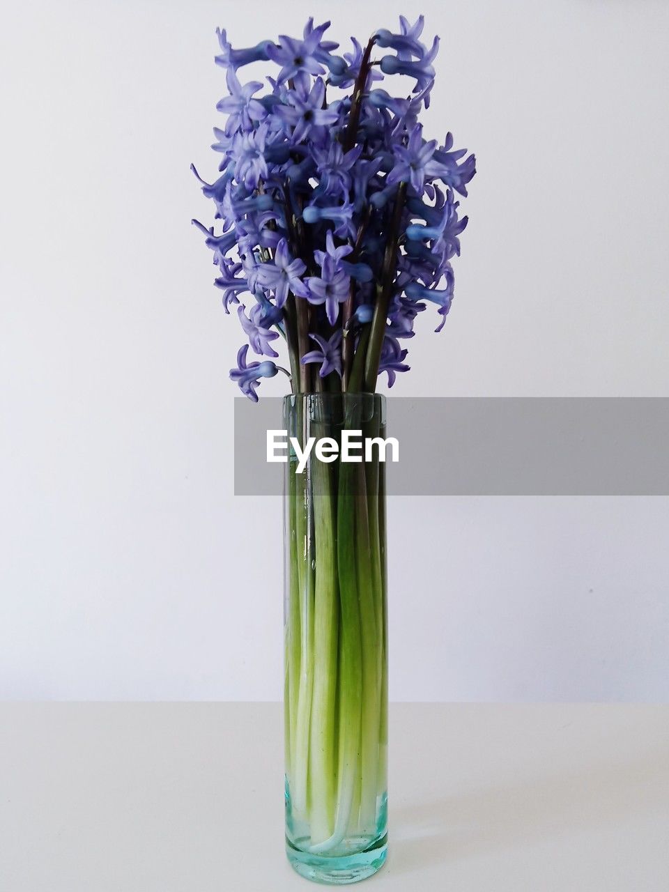 plant, flower, flowering plant, vase, freshness, indoors, nature, purple, studio shot, lavender, no people, cut flowers, beauty in nature, glass, still life, fragility, flower arrangement, close-up, green, blue, floristry, white background, flower head, copy space, bouquet