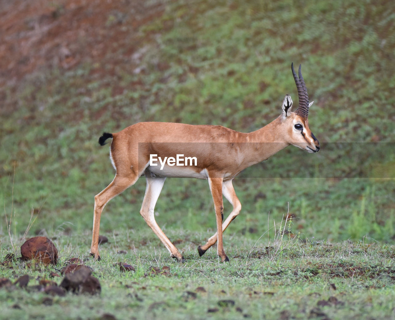 SIDE VIEW OF DEER ON GRASS