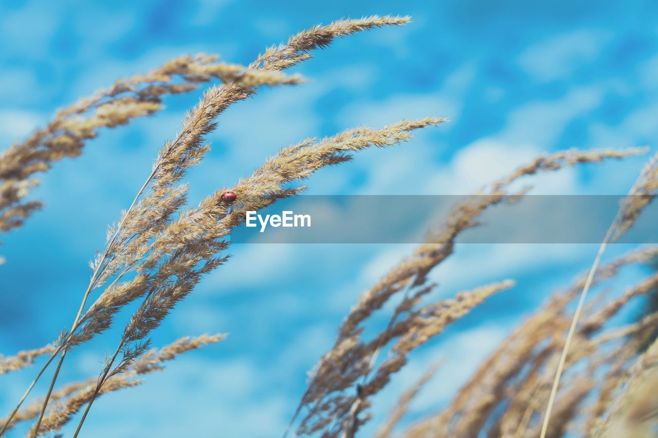 CLOSE-UP OF FROZEN PLANT AGAINST BLUE SKY