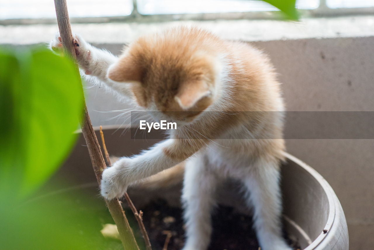 CLOSE-UP OF A CAT WITH EYES CLOSED