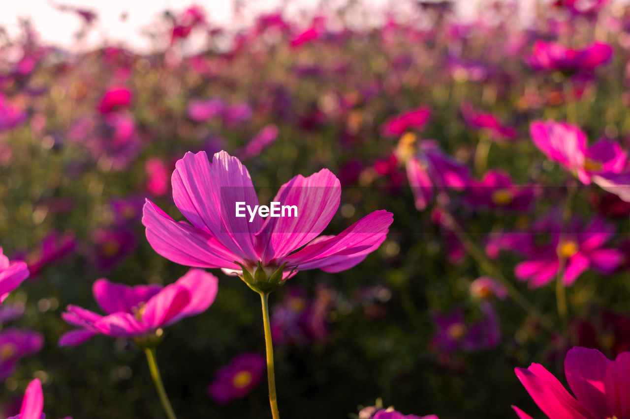 flower, flowering plant, plant, freshness, beauty in nature, pink, garden cosmos, nature, close-up, petal, flower head, purple, growth, no people, magenta, fragility, inflorescence, focus on foreground, blossom, outdoors, botany, flowerbed, macro photography, springtime, summer, environment, garden, multi colored, cosmos, ornamental garden, wildflower, landscape, sunlight, day