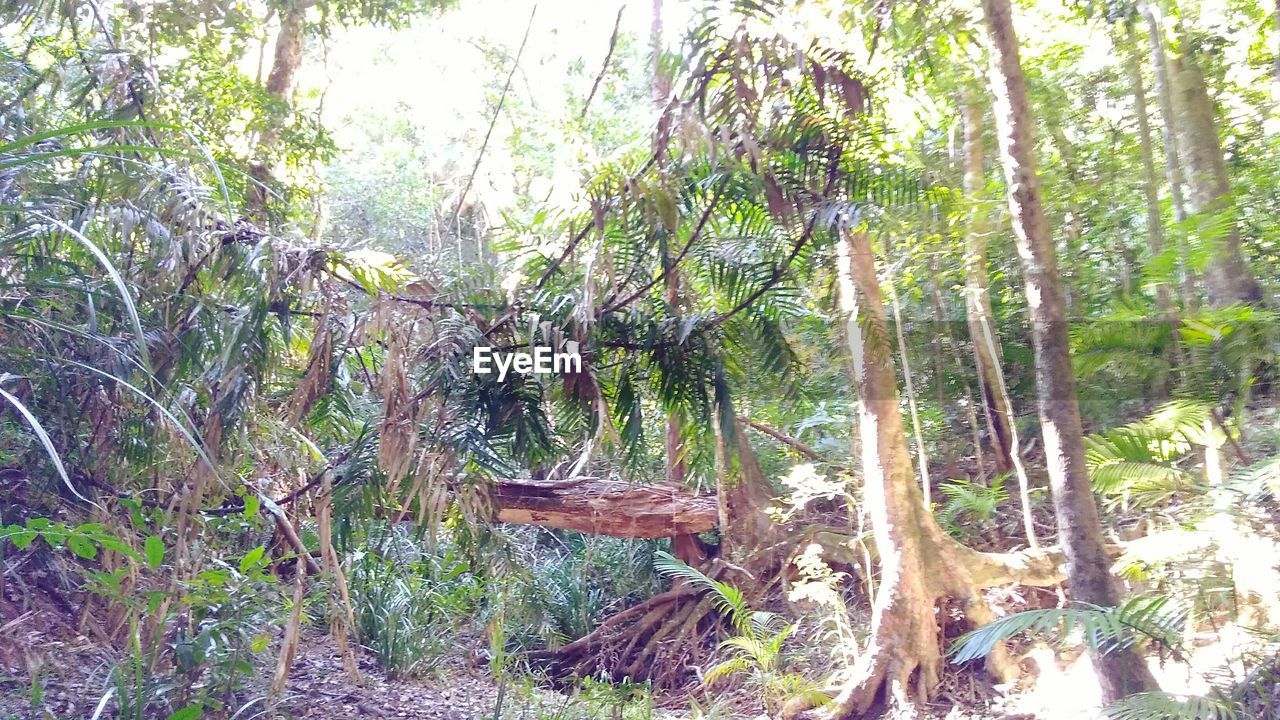 TREES GROWING IN FOREST