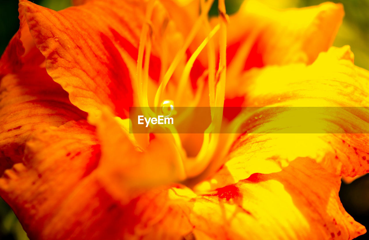 MACRO SHOT OF YELLOW FLOWER