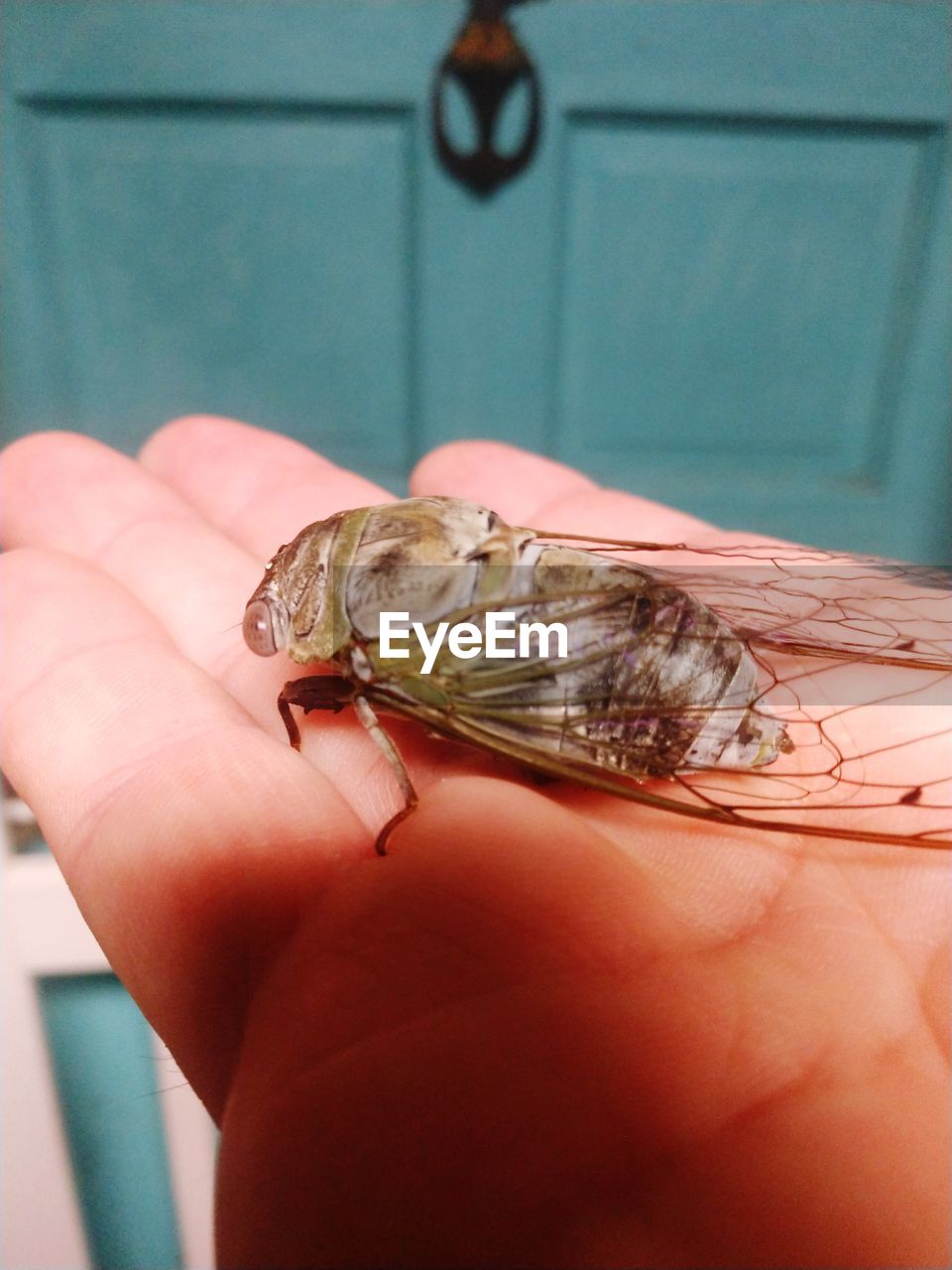 CLOSE-UP OF HAND HOLDING INSECT ON FINGER