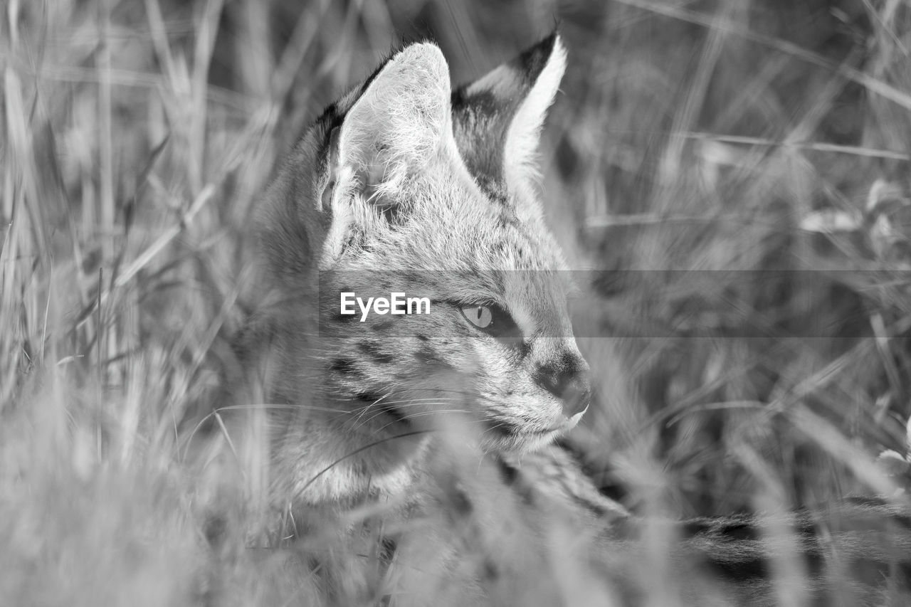 Mono close-up of serval sitting in grass