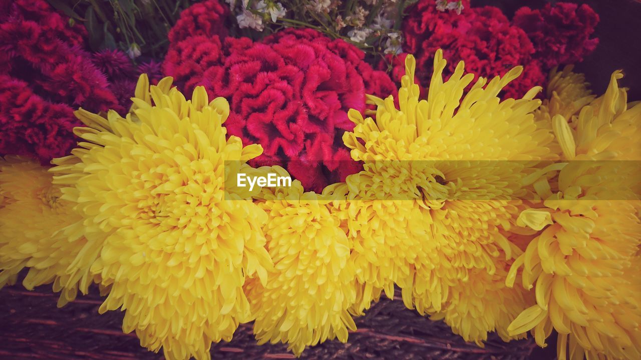 Close-up of yellow chrysanthemum