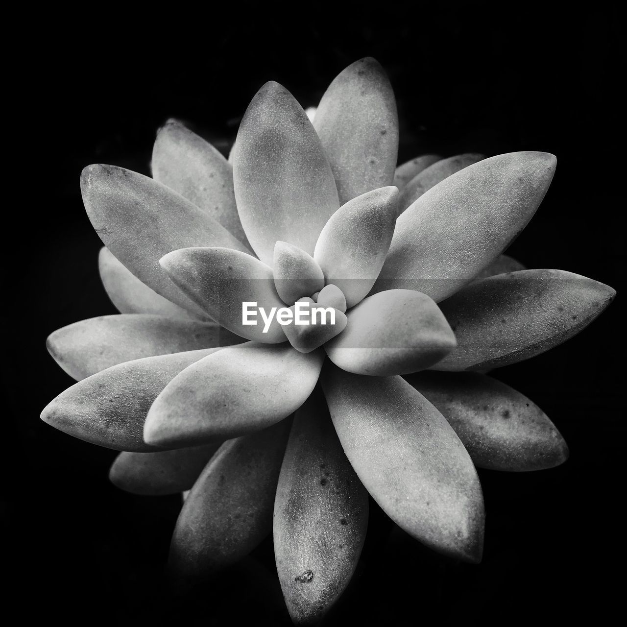 CLOSE UP OF FLOWER OVER BLACK BACKGROUND