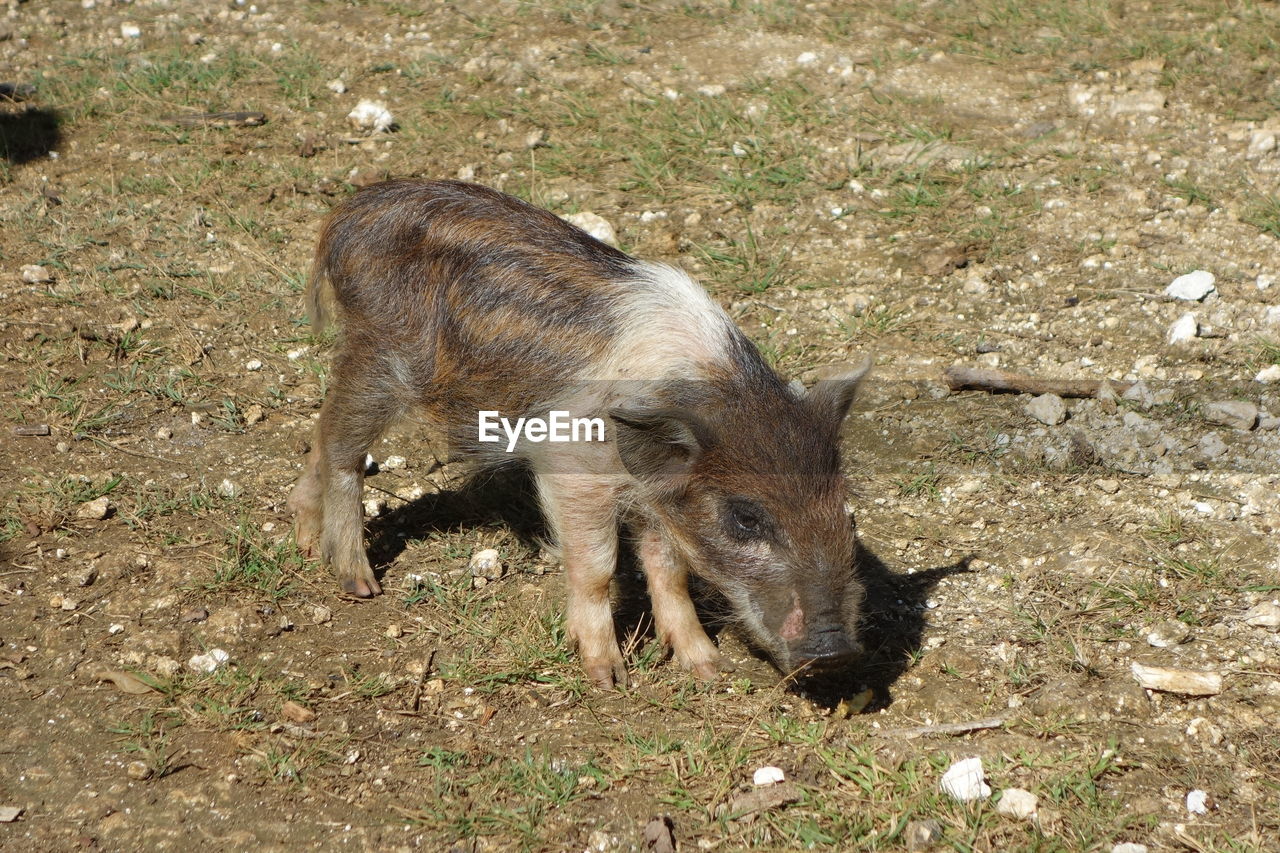 High angle view of tongan piglet on field in vava'u
