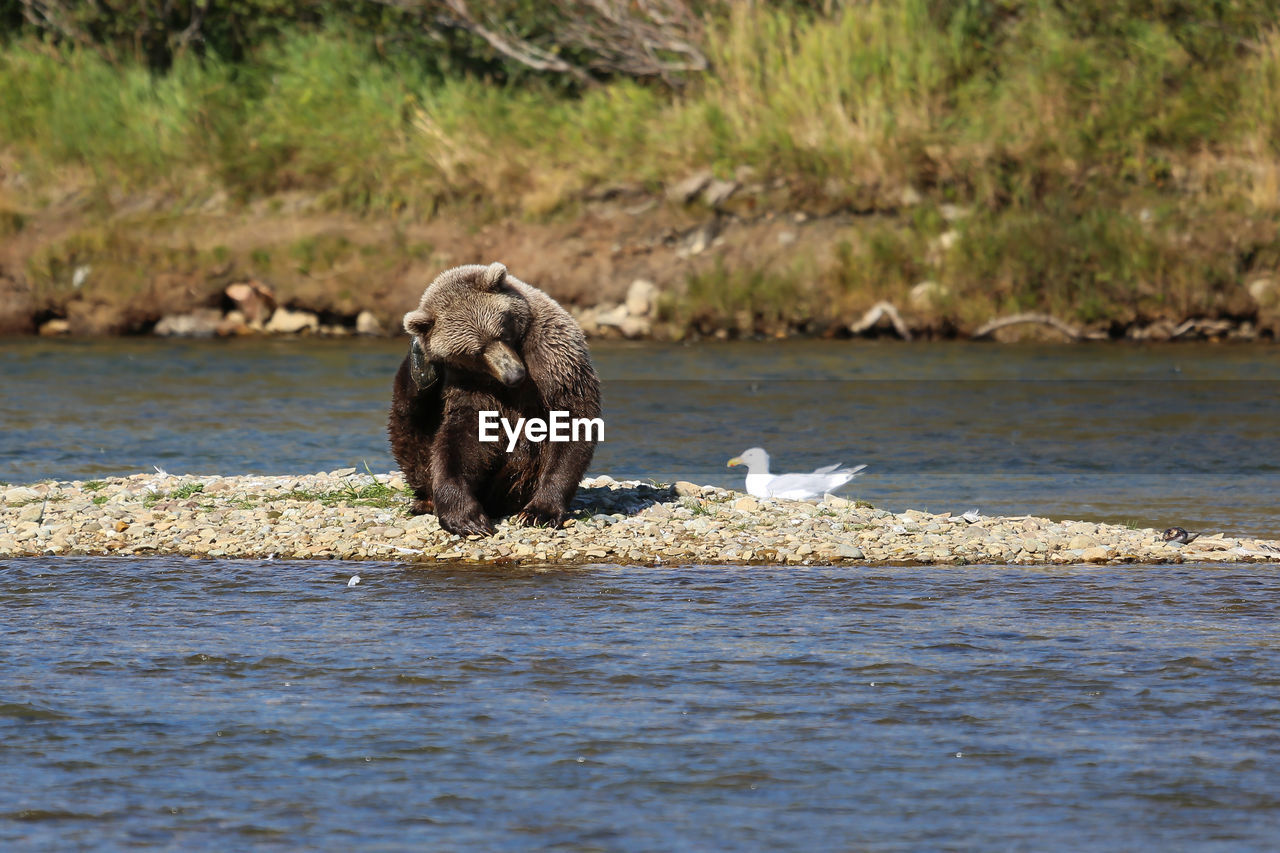 Alaskan brown bear sitting in the riverbed and scratching its head with hind paw