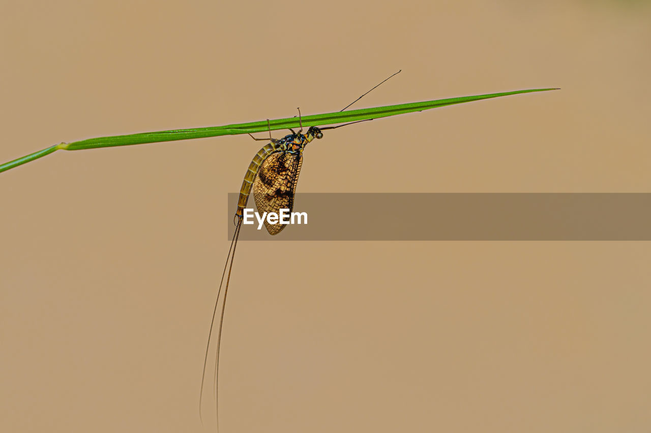 INSECT ON A PLANT