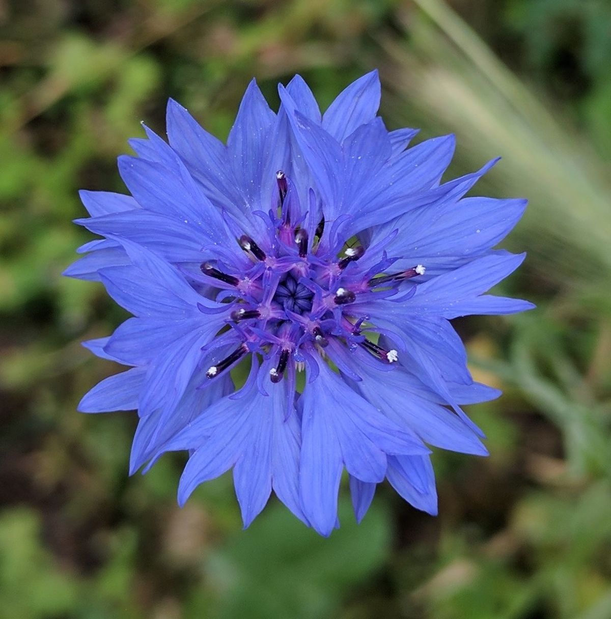 CLOSE-UP OF BLUE FLOWER BLOOMING