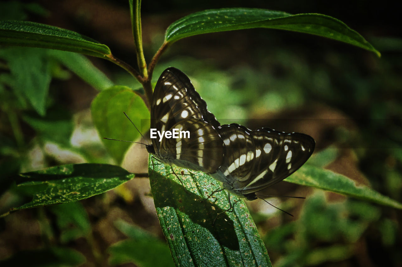 CLOSE-UP OF BUTTERFLY ON LEAF