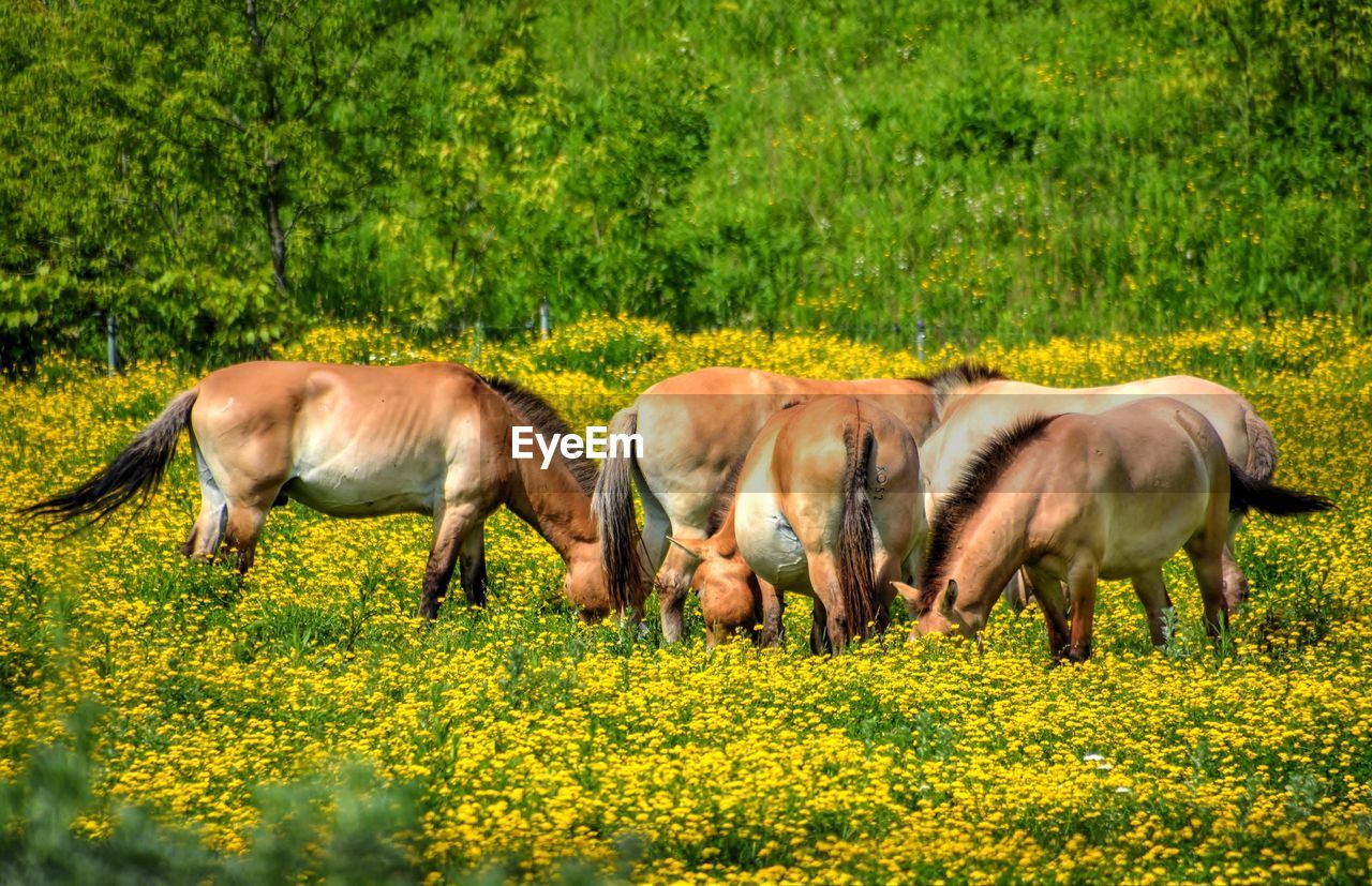 Horses grazing on field