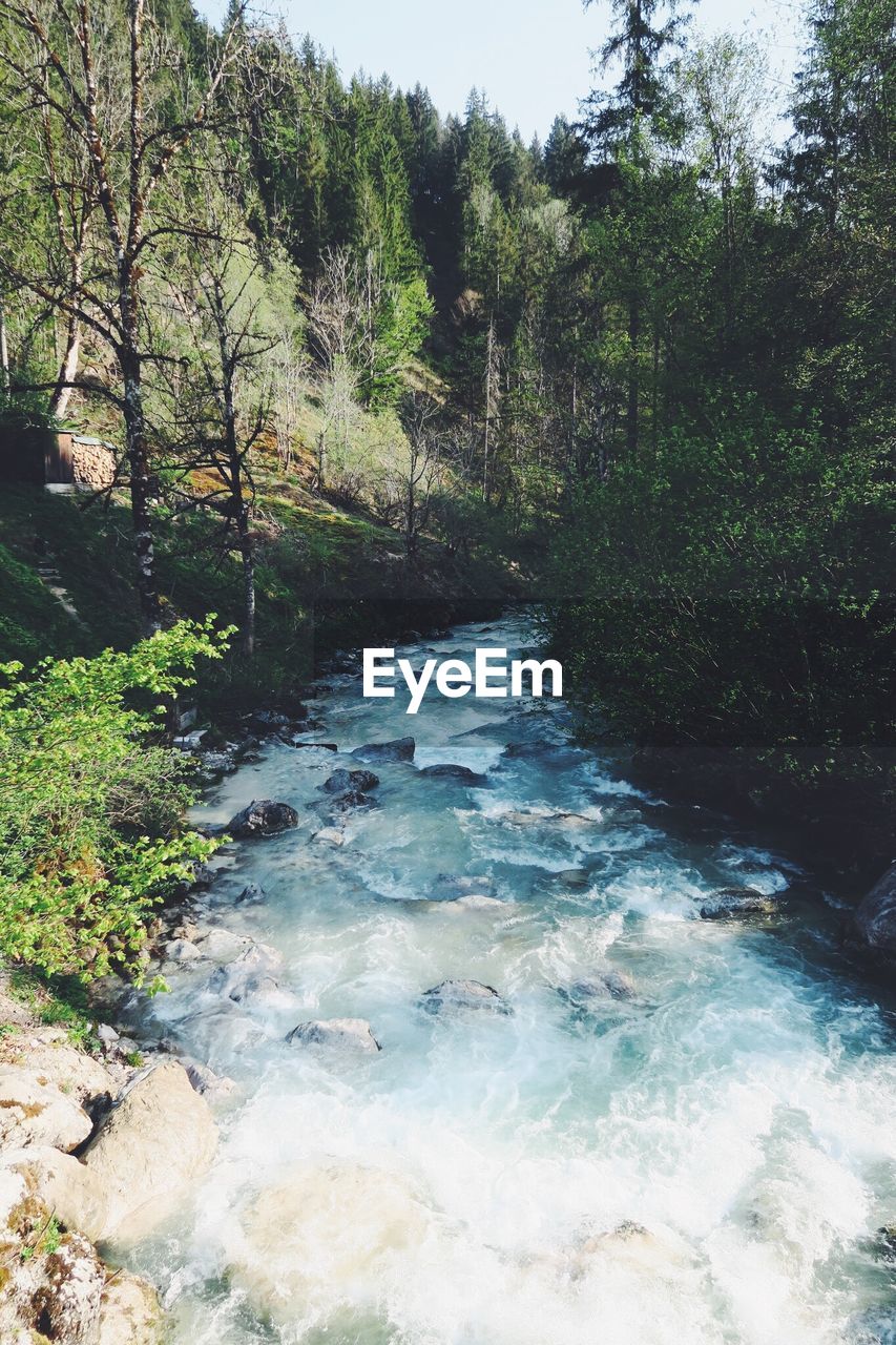 SCENIC VIEW OF STREAM FLOWING IN FOREST