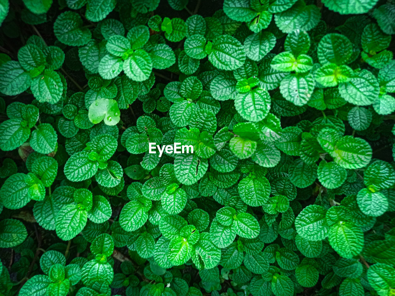 Full frame shot of green plants