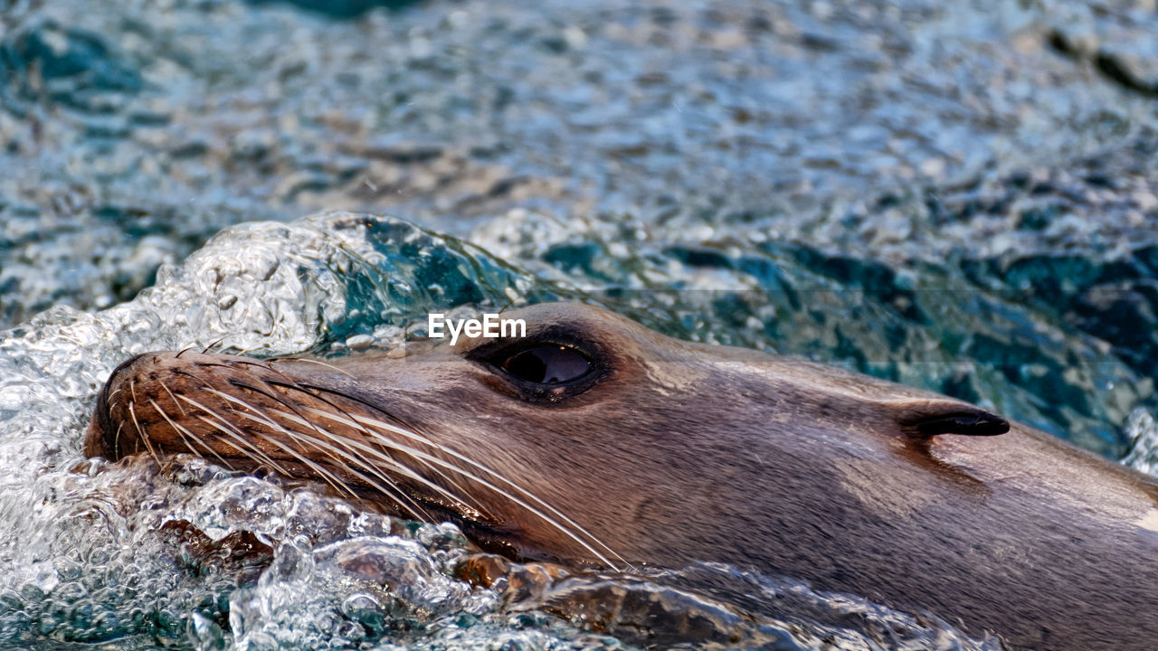 Close-up of seal in the water