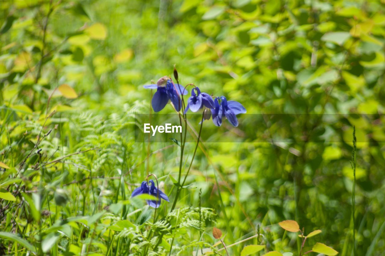 CLOSE-UP OF BLUE FLOWER