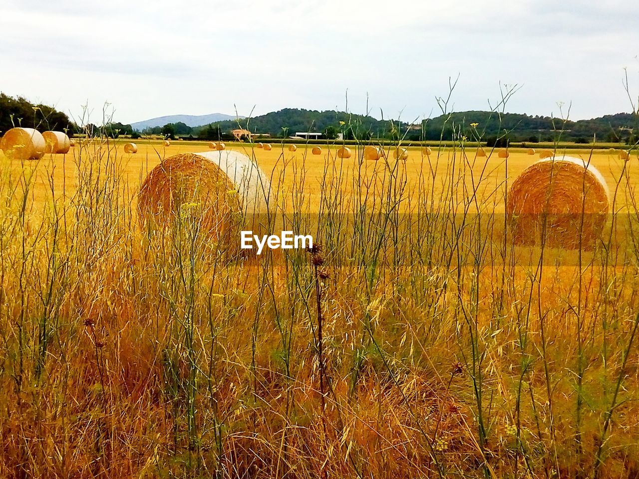 FIELD AGAINST SKY