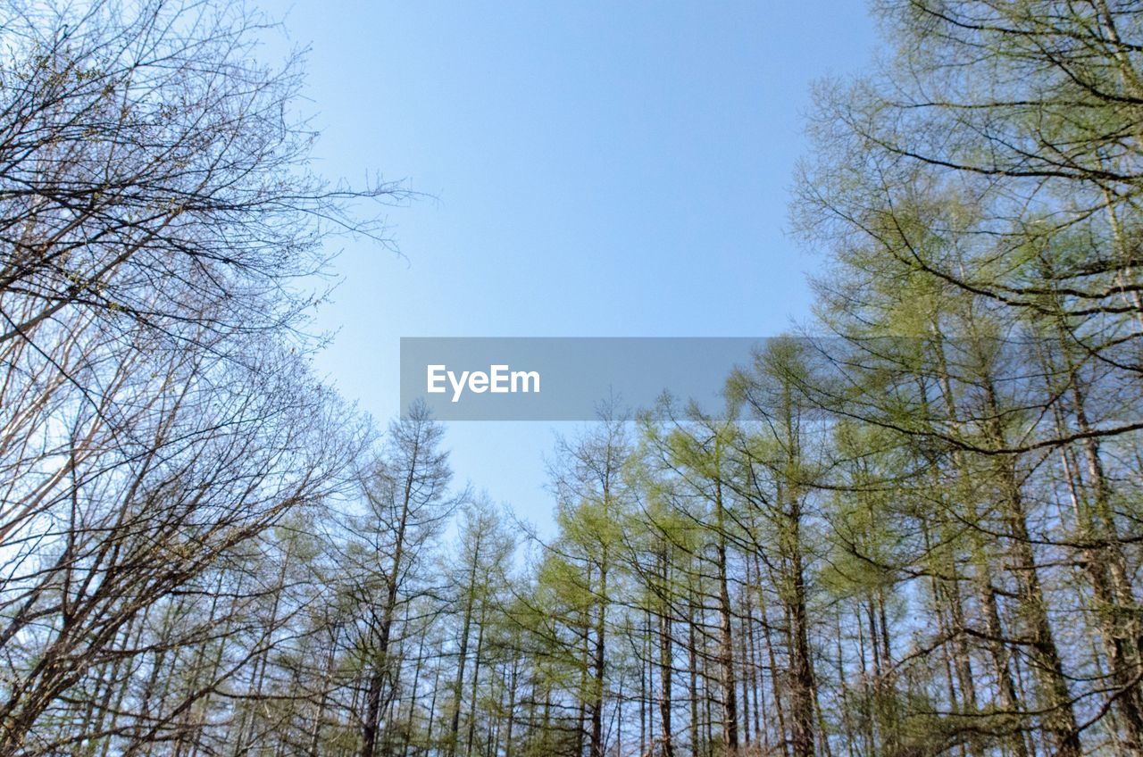 LOW ANGLE VIEW OF TREES IN WINTER