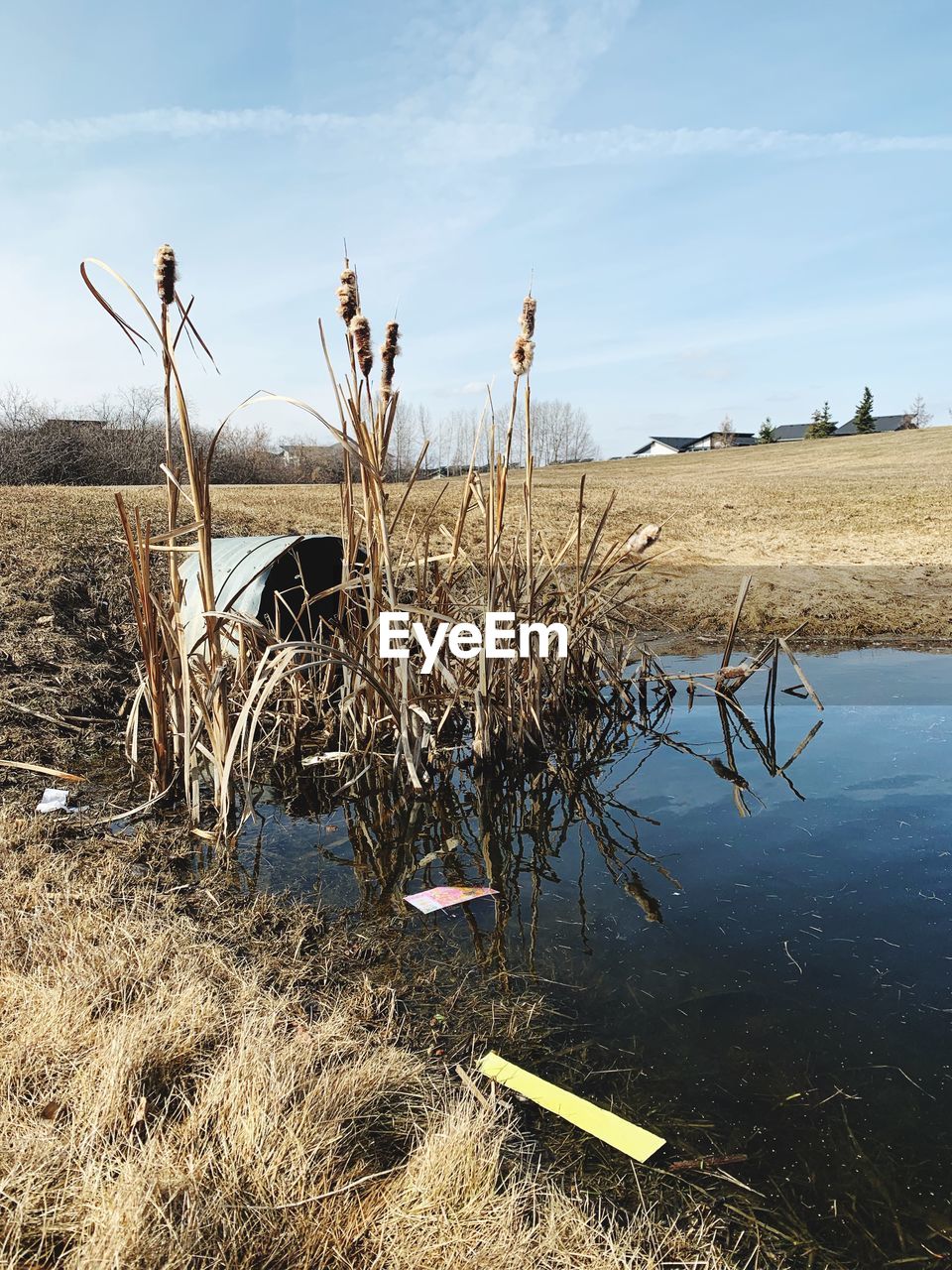 PLANTS GROWING ON FIELD AGAINST SKY DURING SUNSET