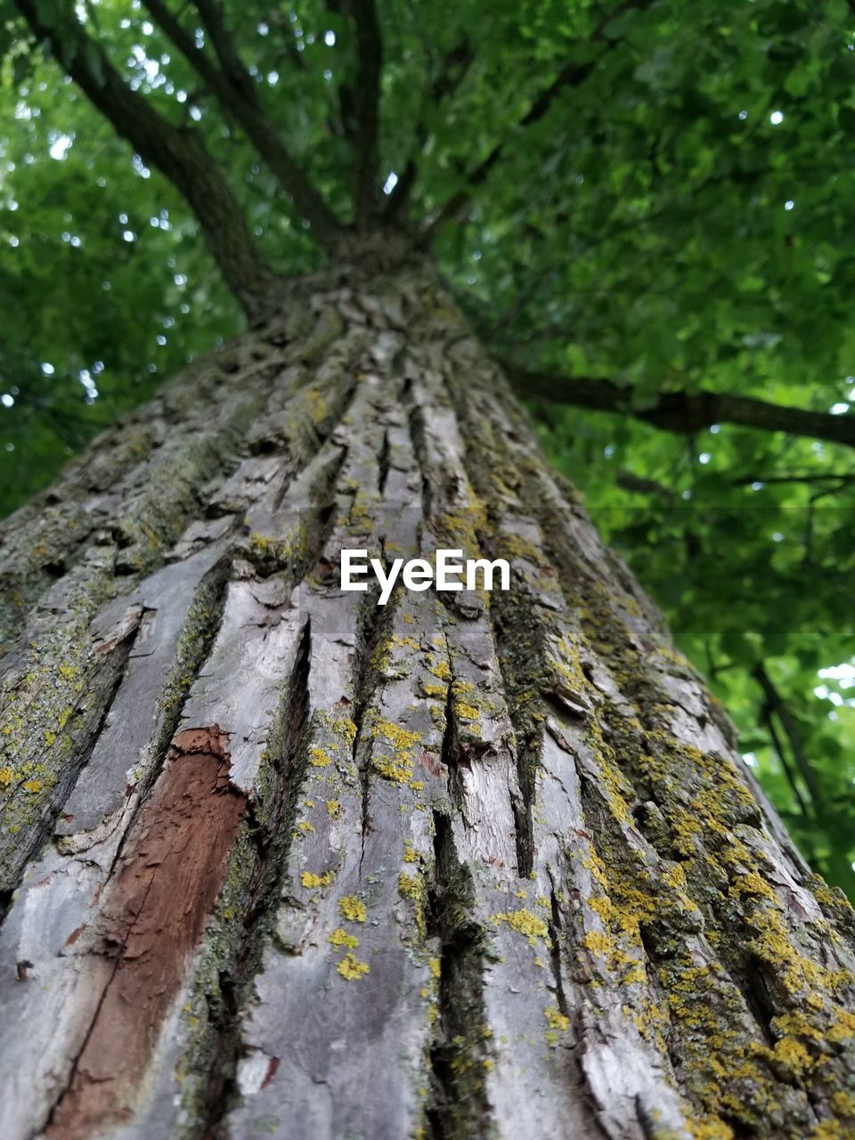 CLOSE-UP OF TREE TRUNK